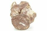 Articulated Triassic Phytosaur Vertebrae Fossils - New Mexico #367574-3